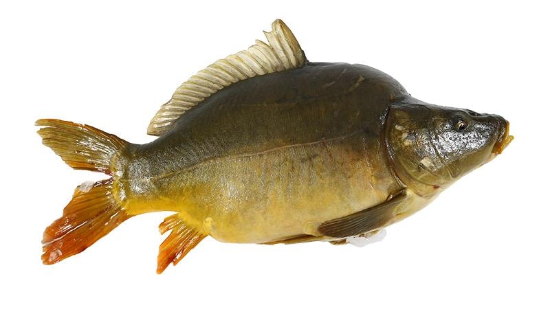 Šaran cca. 1,5 - 2 kg