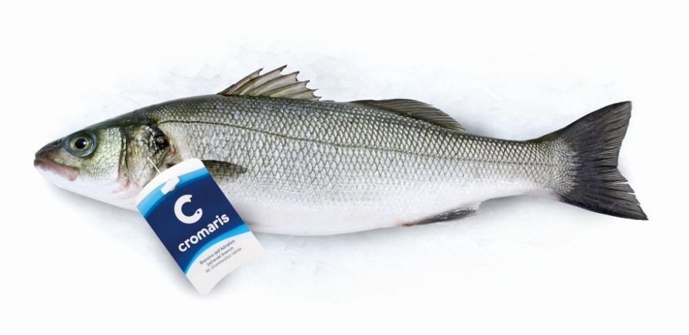 Brancin 1 KG