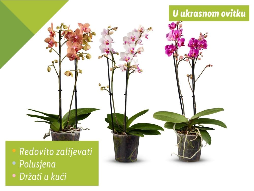 Orhideja phalaenopsis
