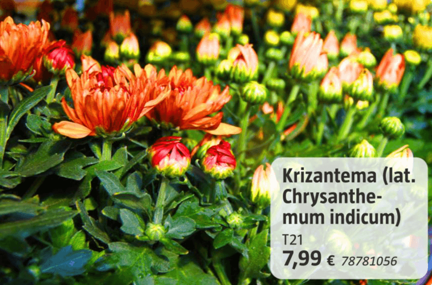 Krizantema