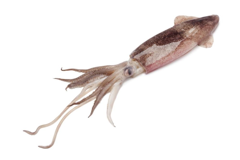 Lignja 1 kg