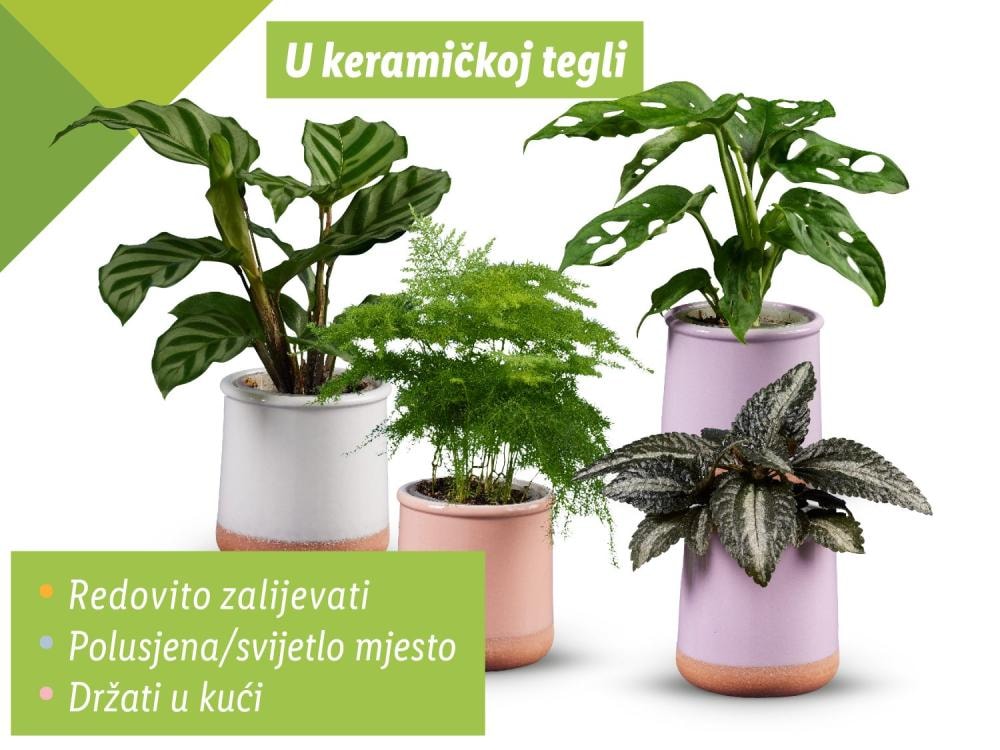 Zeleni mix