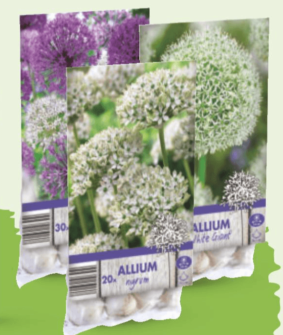 Lukovice 'allium'