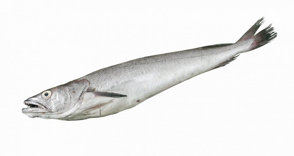 Oslić 300-600g