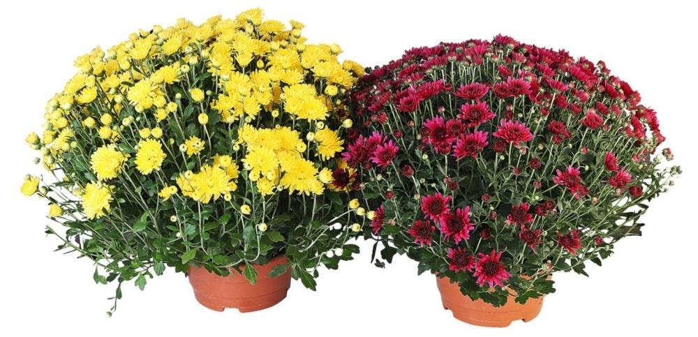 Krizantema multiflora u tegli promjera 23 cm, komad