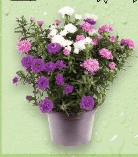Aster u tegli promjera 13 cm, komad