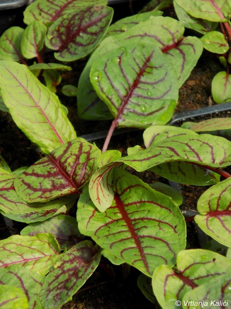 Kiselica 'red stripe'