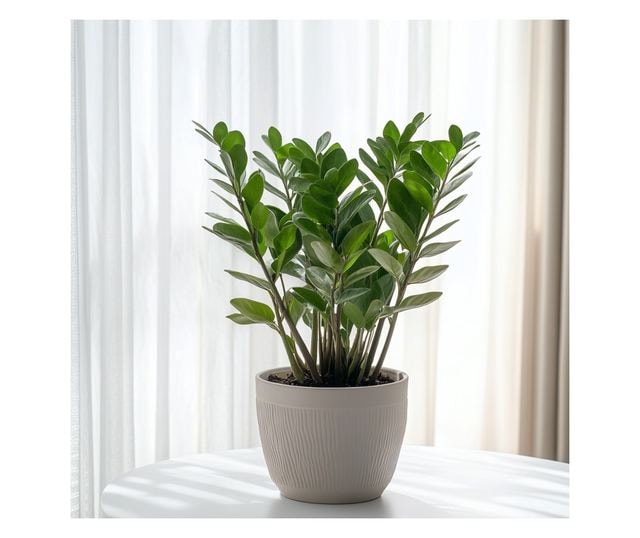 Zamiouculcas 1 komad