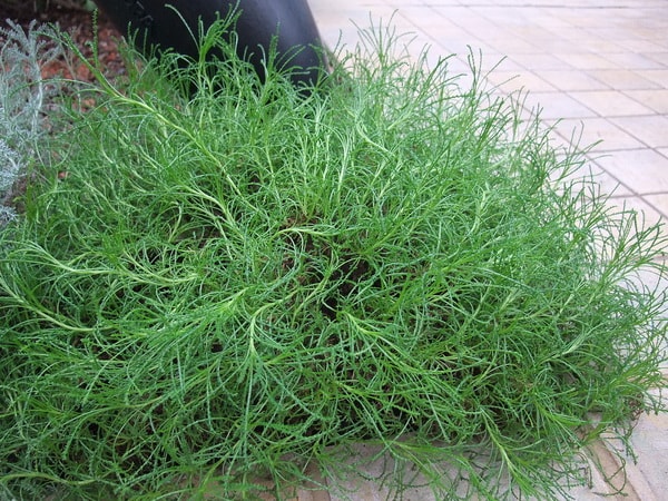Maslinova trava 'olivia'