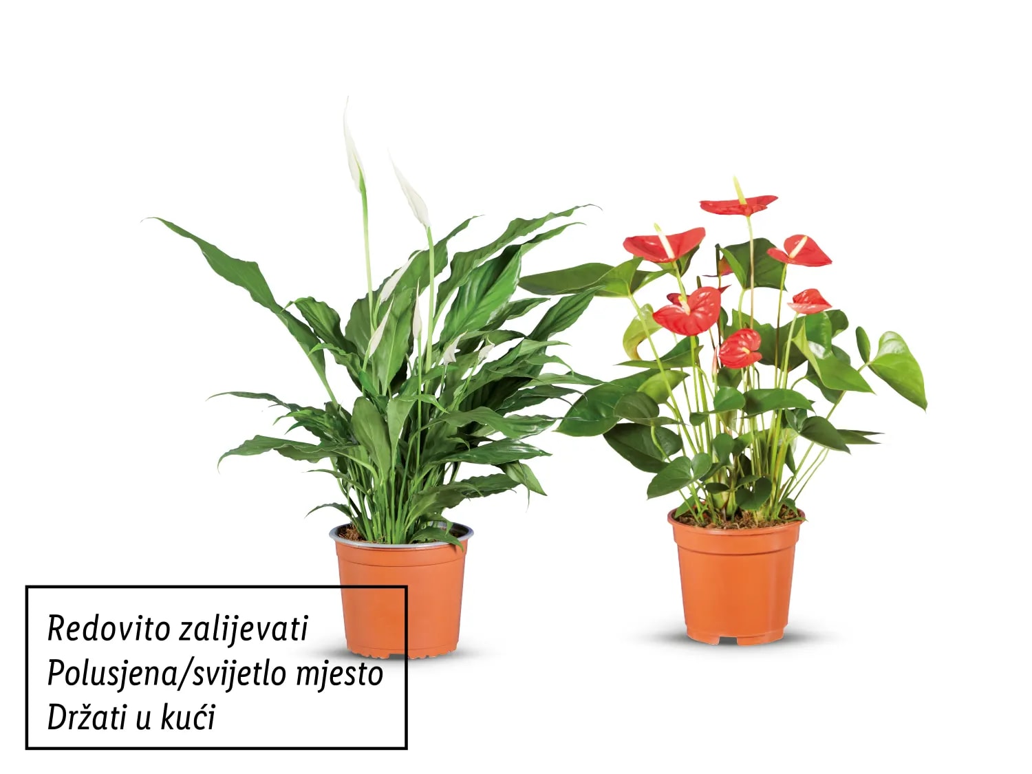 Sobno bilje mix Komad