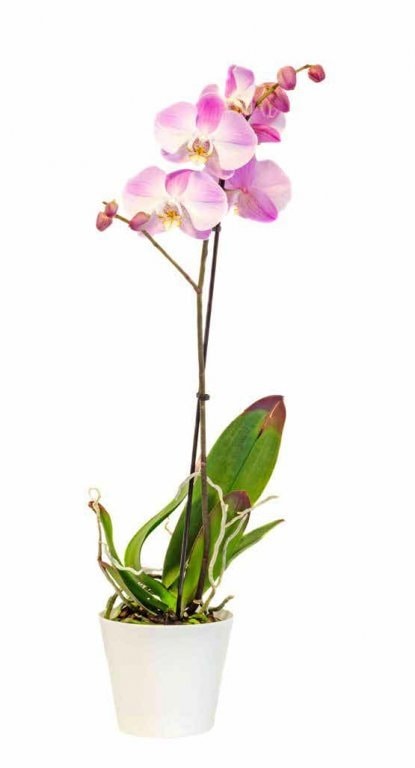 Orhideja 1 grana Ø 12cm