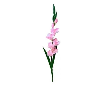 Gladiole pakiranje od 5 komada