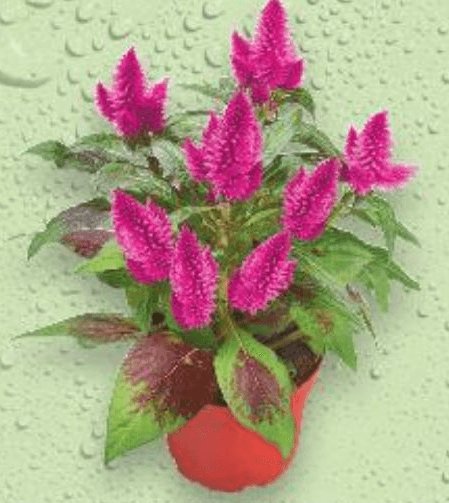 Celosia - pijetlova krijesta komad