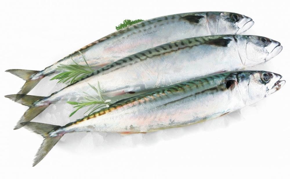 Skuša 1 kg