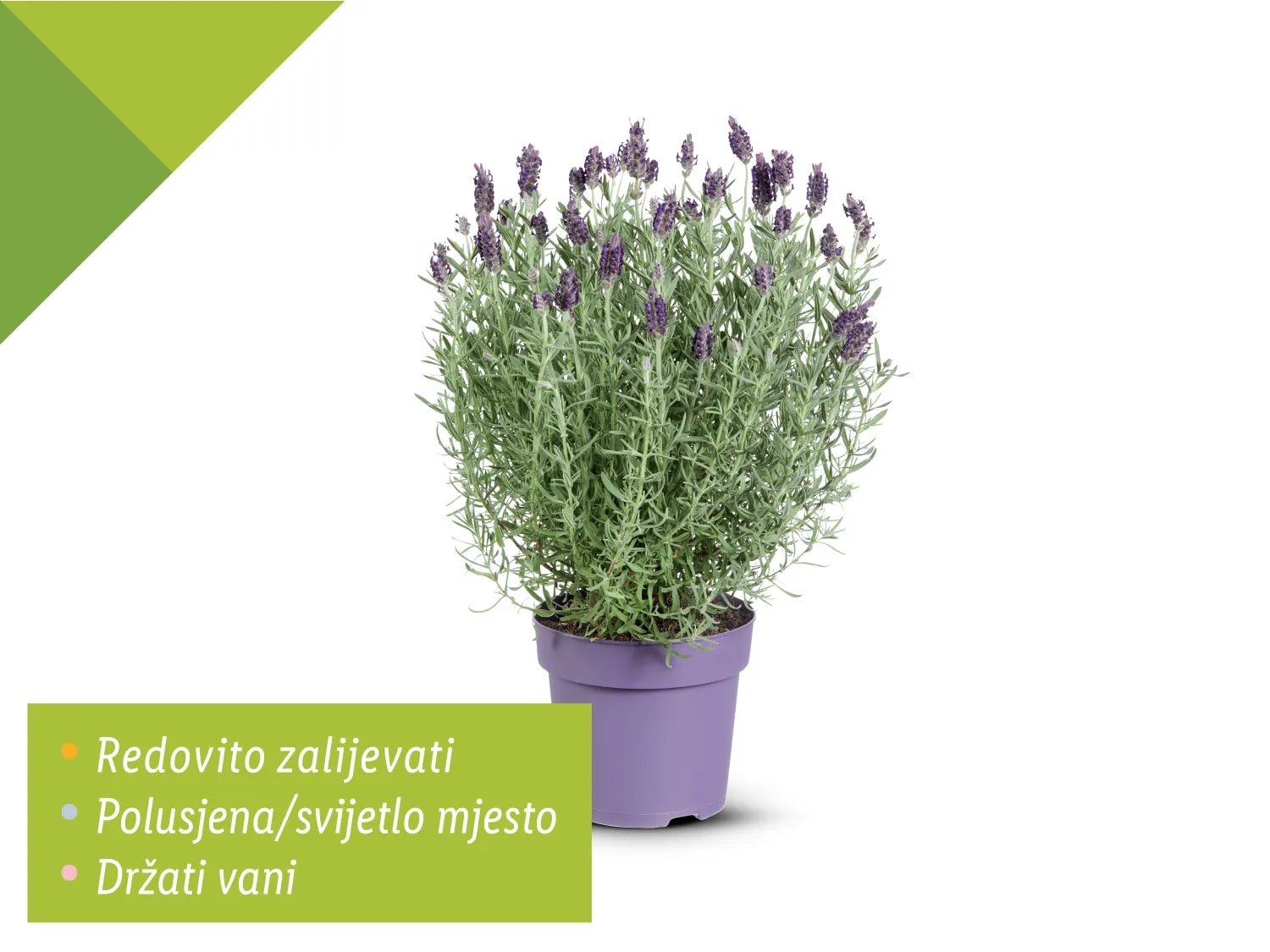 Lavanda stoechas
