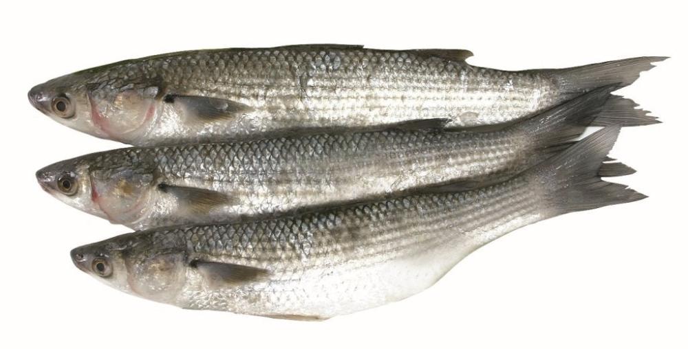 Cipal 1 kg