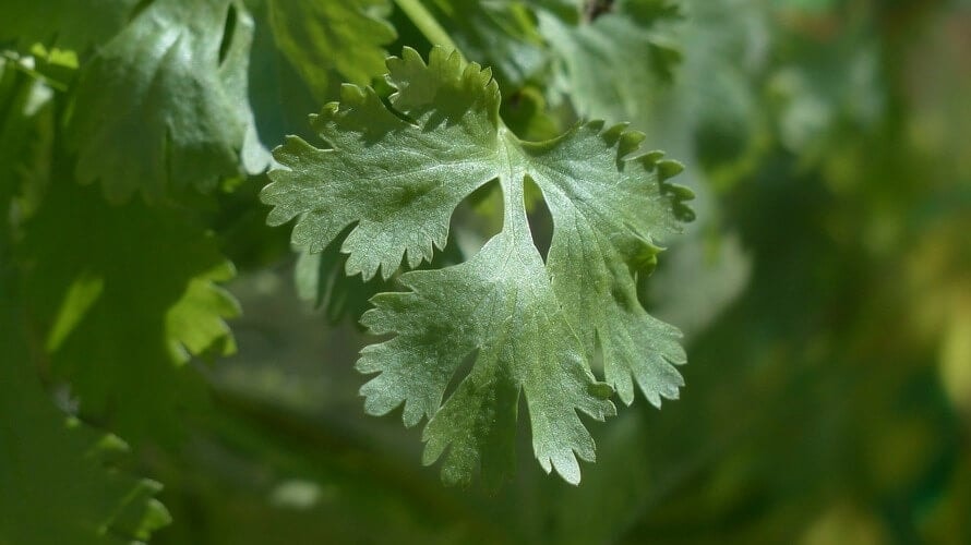 Korijandar 'caribe'