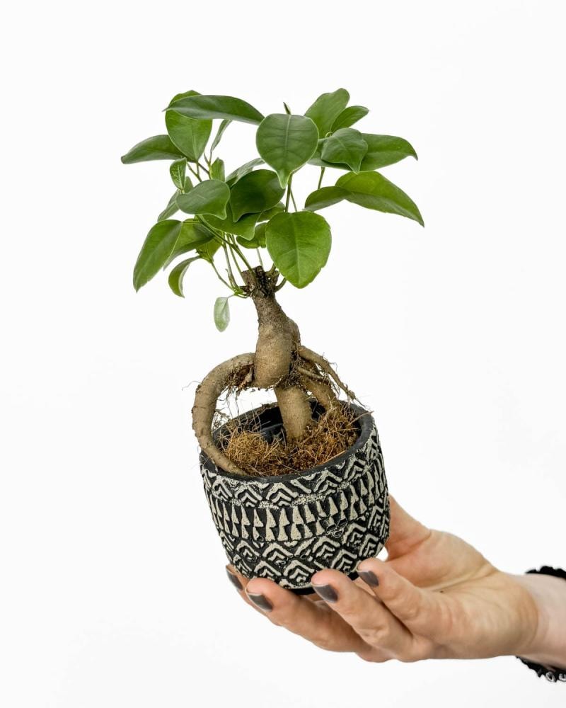 Fikus ginseng