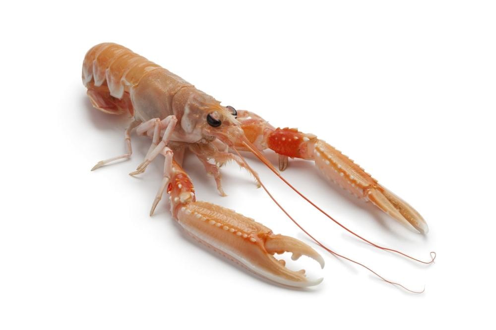 Škampi 1kg
