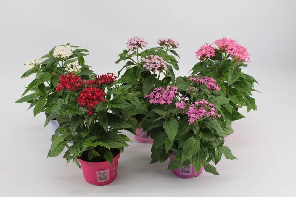 Pentas komad