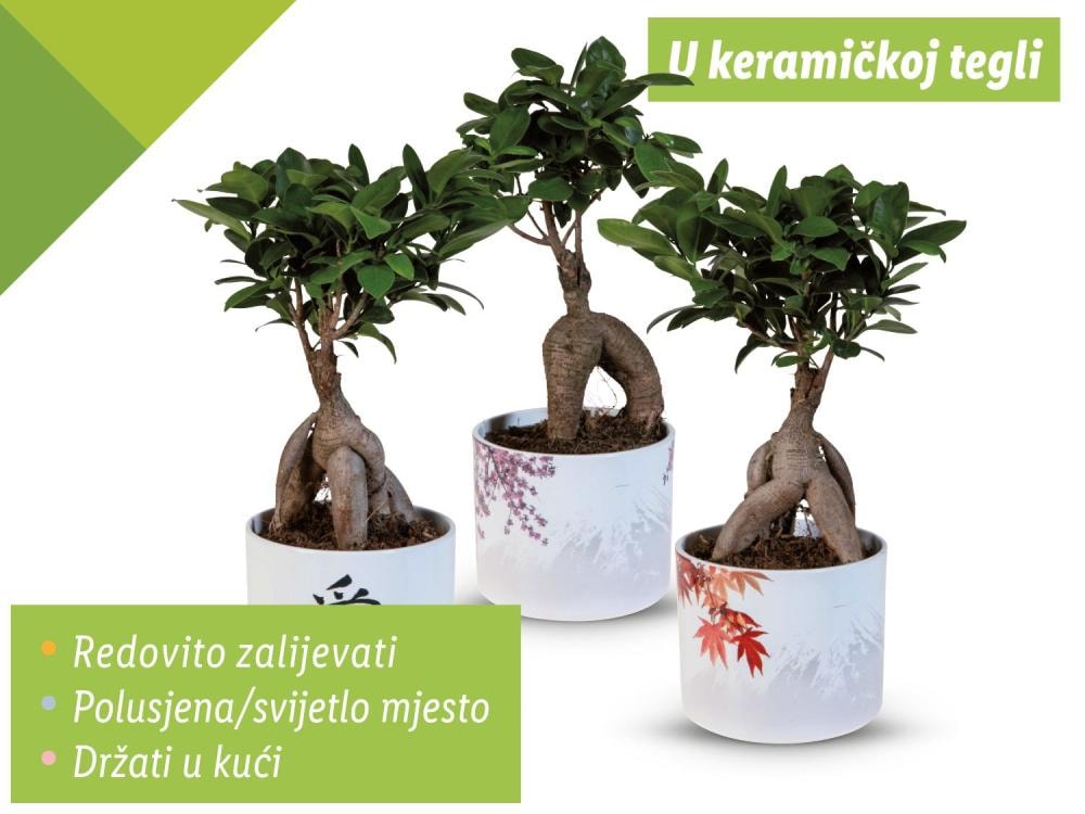 Ficus ginseng