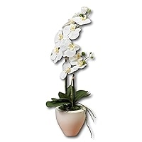 Orhideja u posudi 53cm