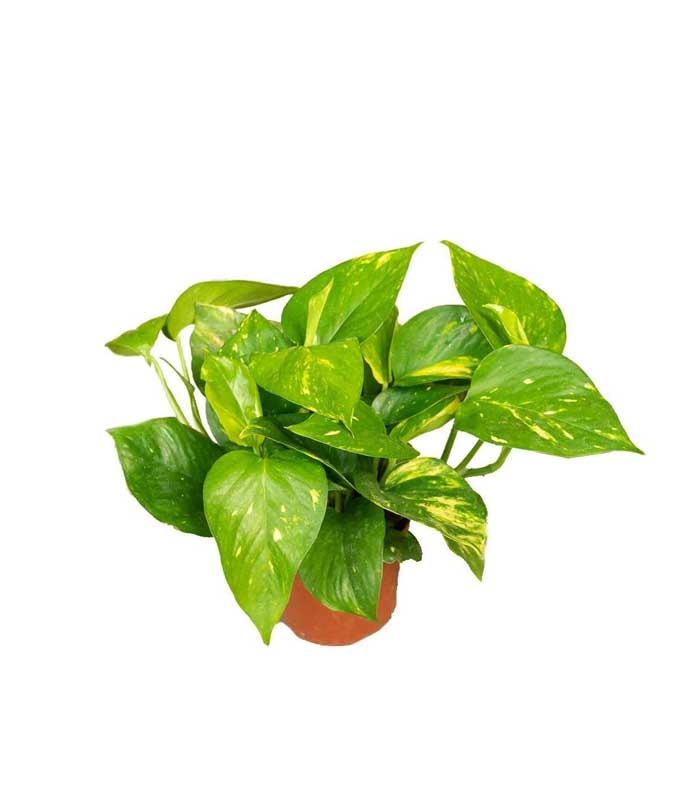 Lončanica epipremnum Ø12, 30 cm
