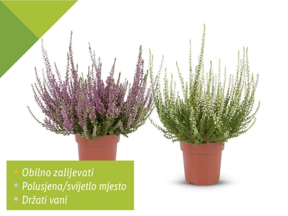 Vrijesak