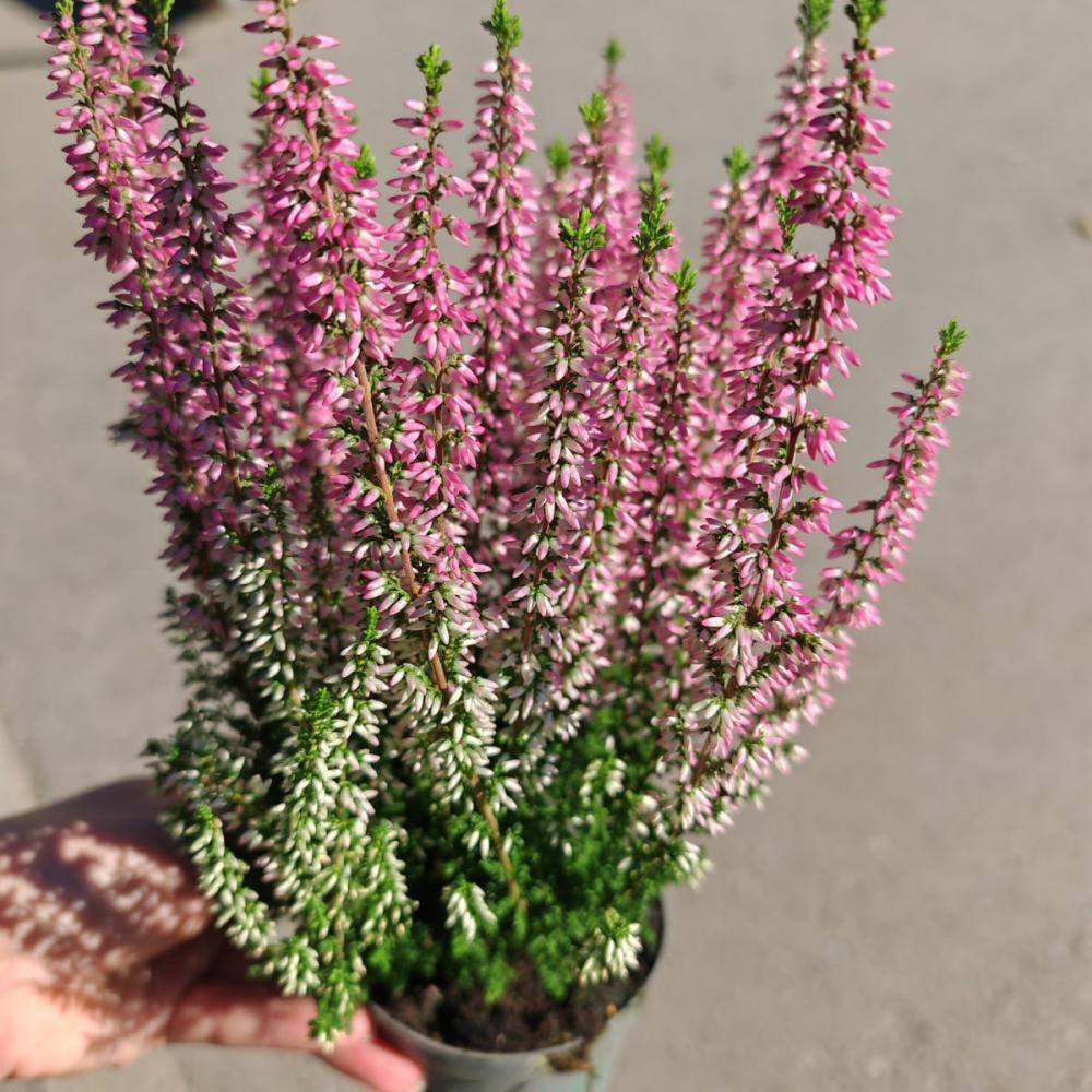 Vrijesak 'beauty ladies'