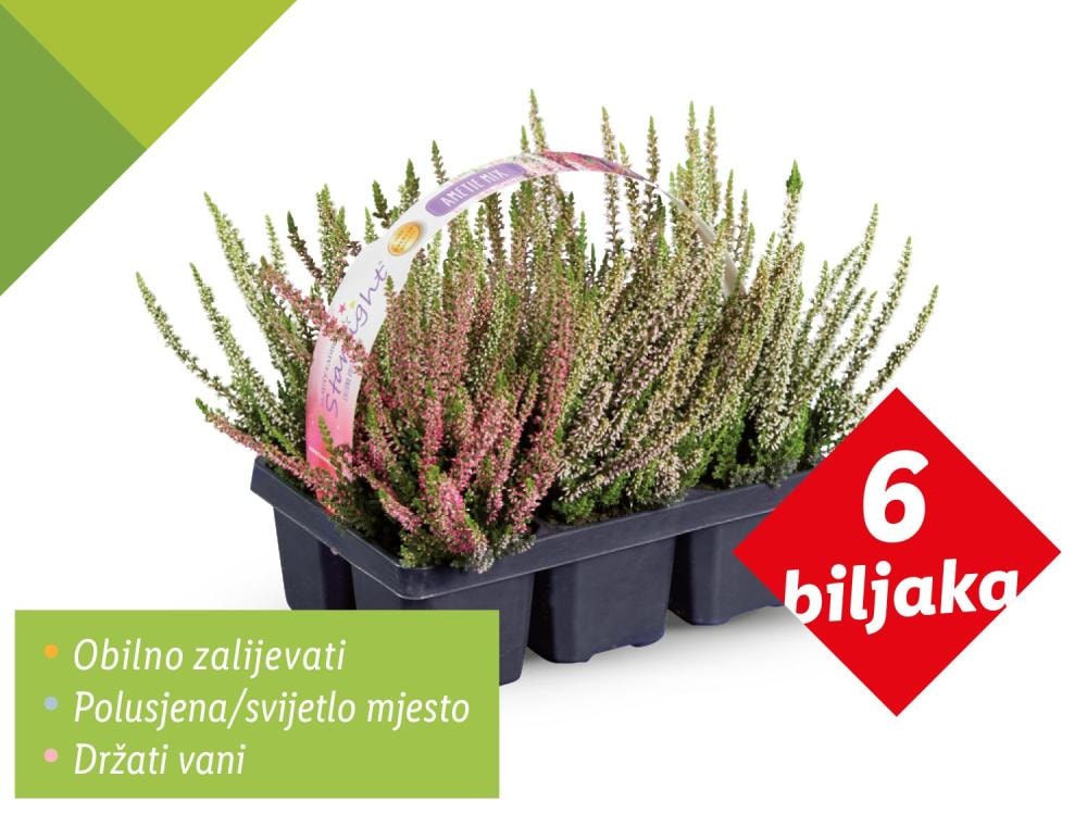 Vrijesak trobojni 6 biljaka