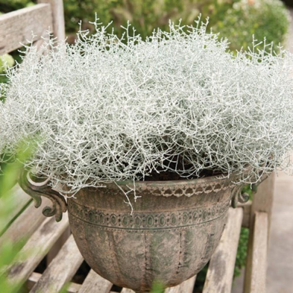 Srebrni grm (Leucophyta) Komad