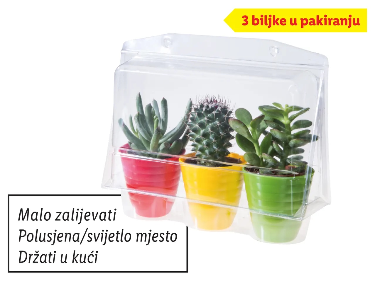 Mini kaktusi i sukulenti 3 biljke u pakiranju