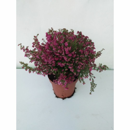 Erica lončanica Ø 12 cm, visina 30 cm