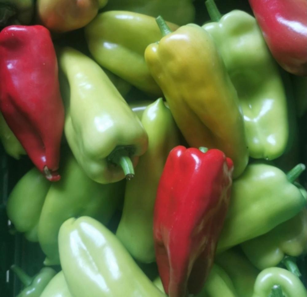 Paprika rog zelena