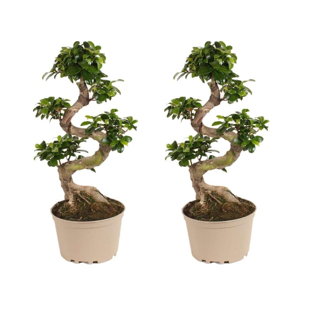 Fikus ginseng