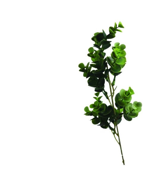 Grana eukaliptus 57 cm, 1 kom