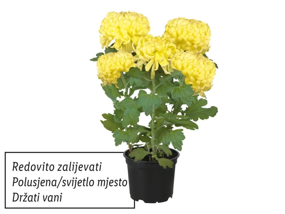 Krizantema grandiflora