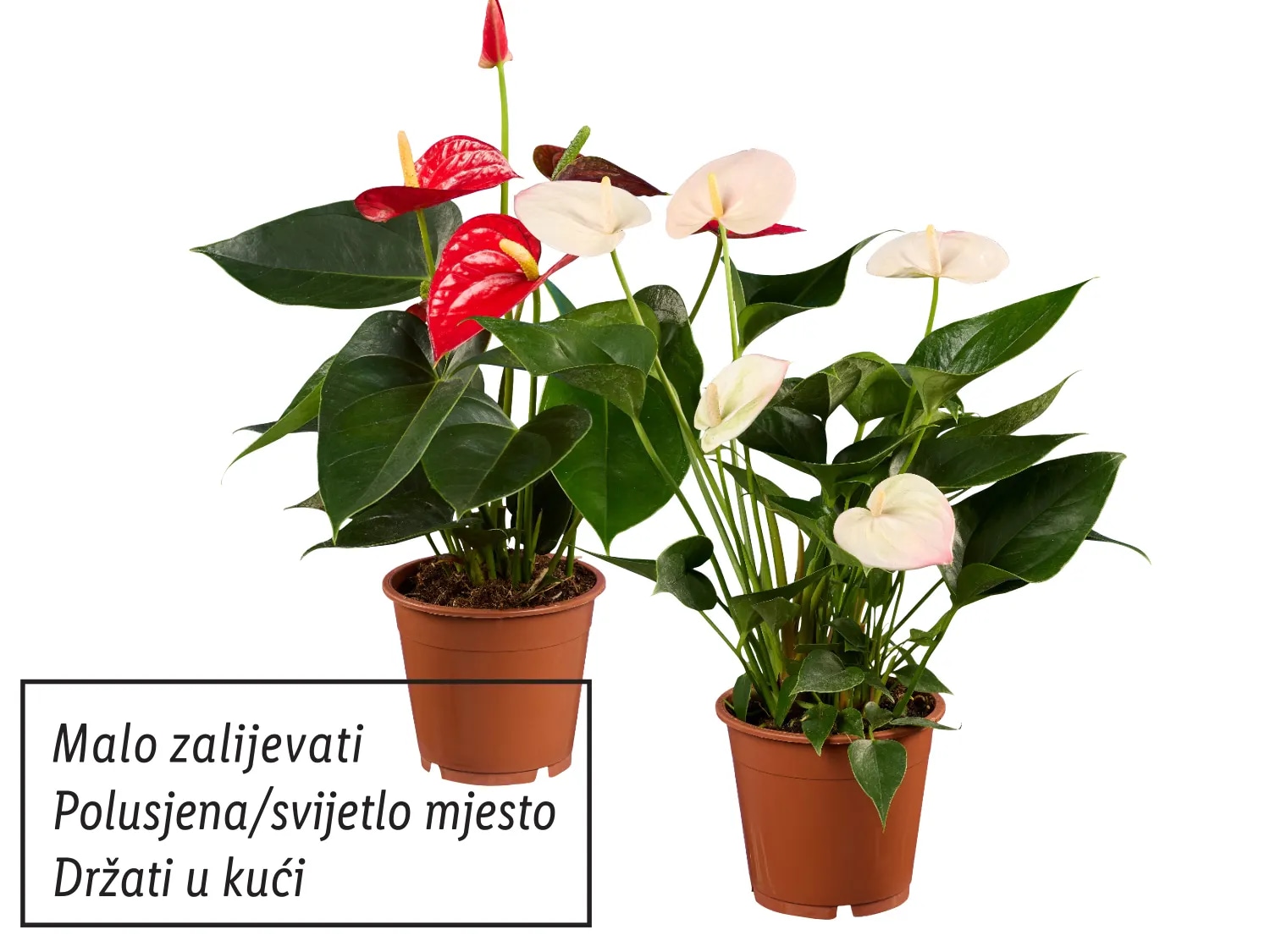 Anturij mix