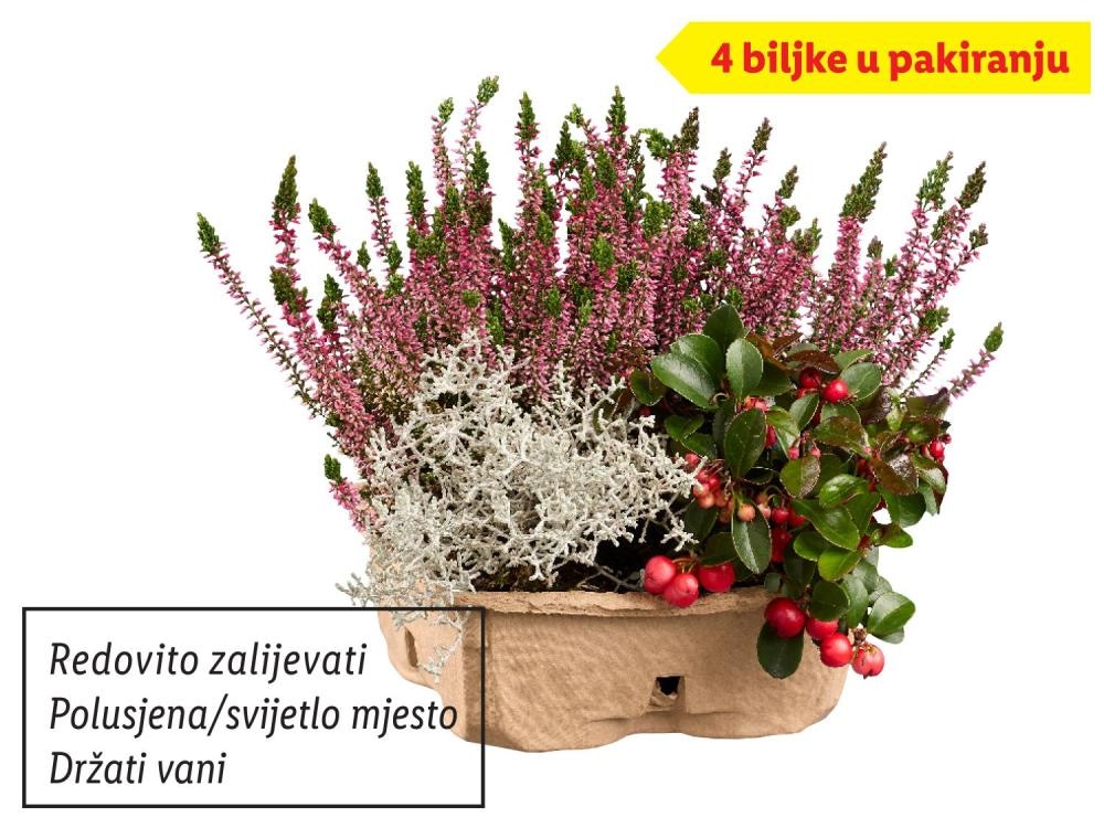 Jesenski mix 4 biljke u pakiranju