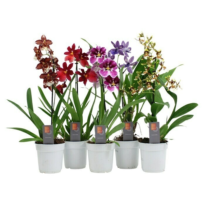 Orhideja phalaenopsis