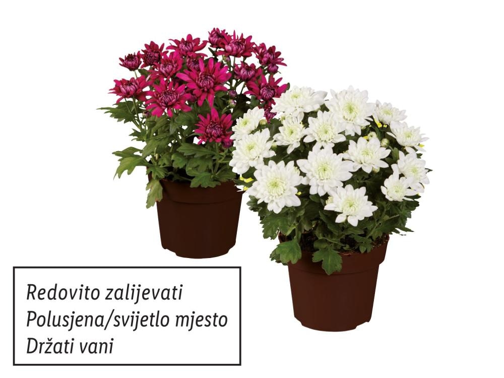 Krizantema tajmovka Komad