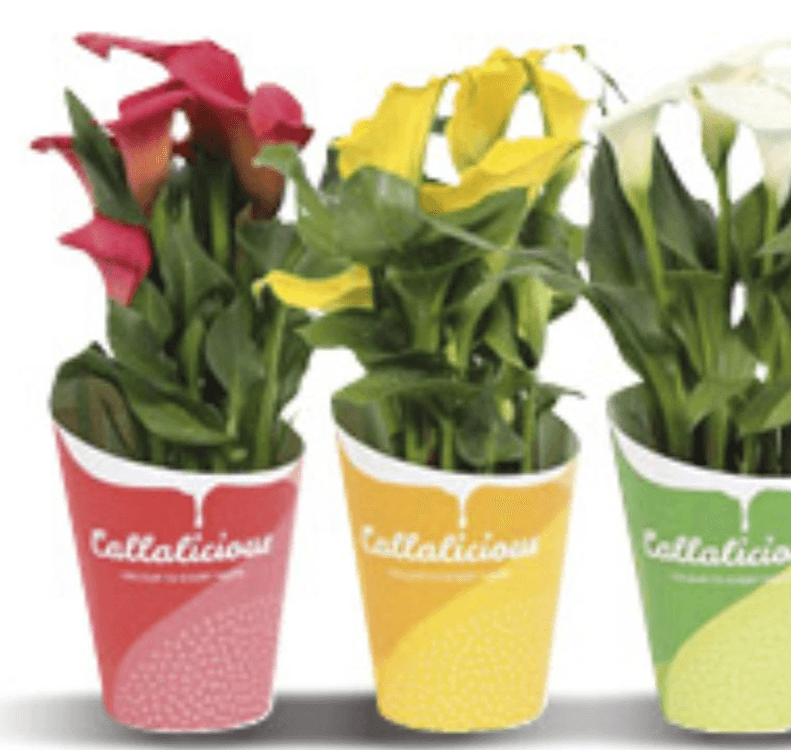 Zantedeschia Mix u tegli promjera 12cm, kom