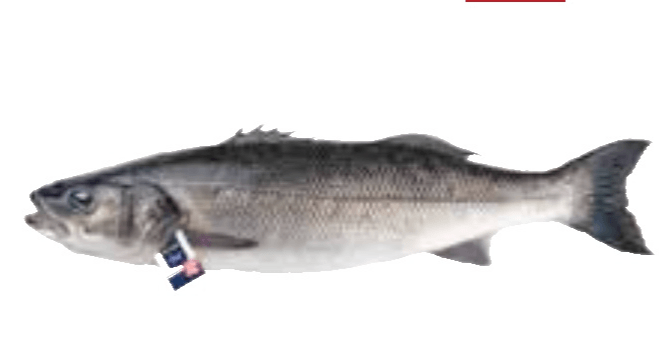 Metro Chef Brancin 1000/1500 g METRO Chef