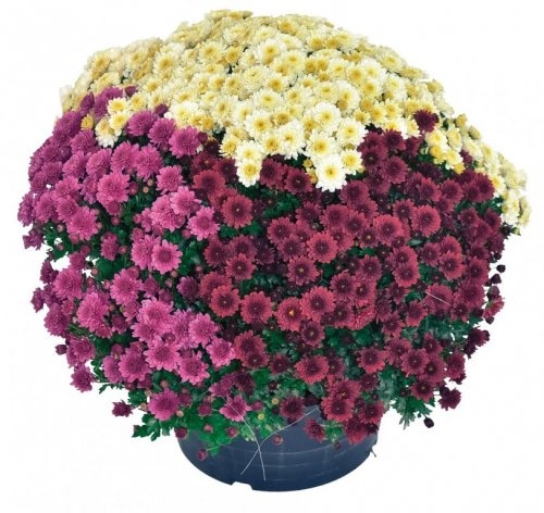 Krizantema multiflora Trixi 1 kom