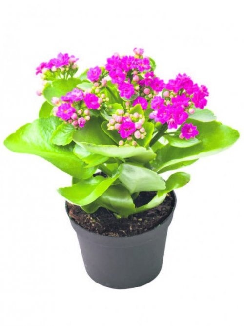 Cvijet kalanchoe mix Ø 15 cm