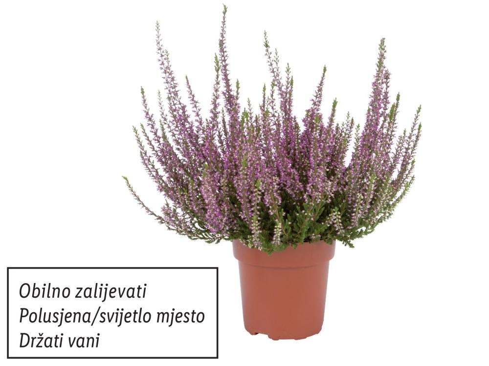 Vrijesak