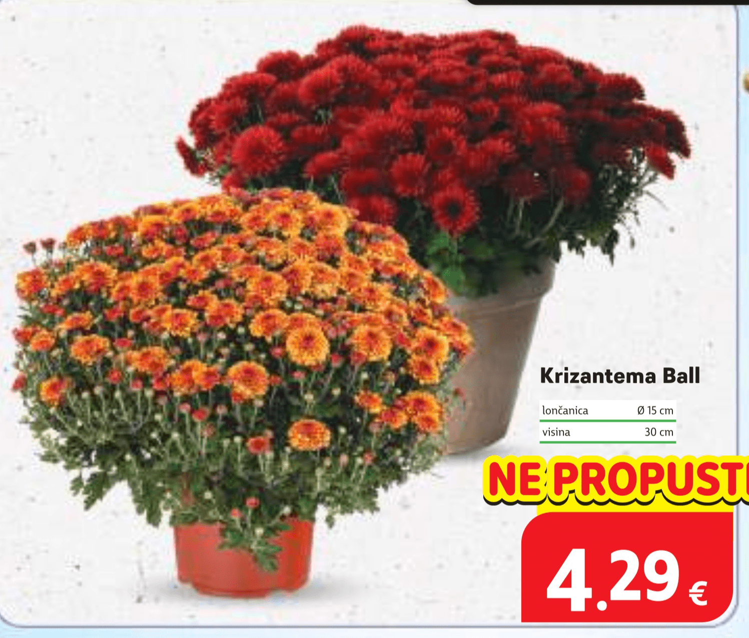Krizantema Ball