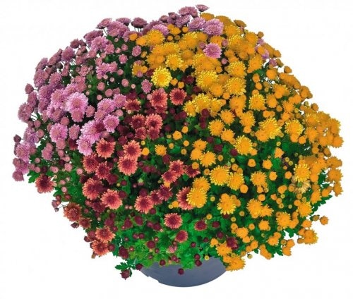 Krizantema multiflora 25 cm