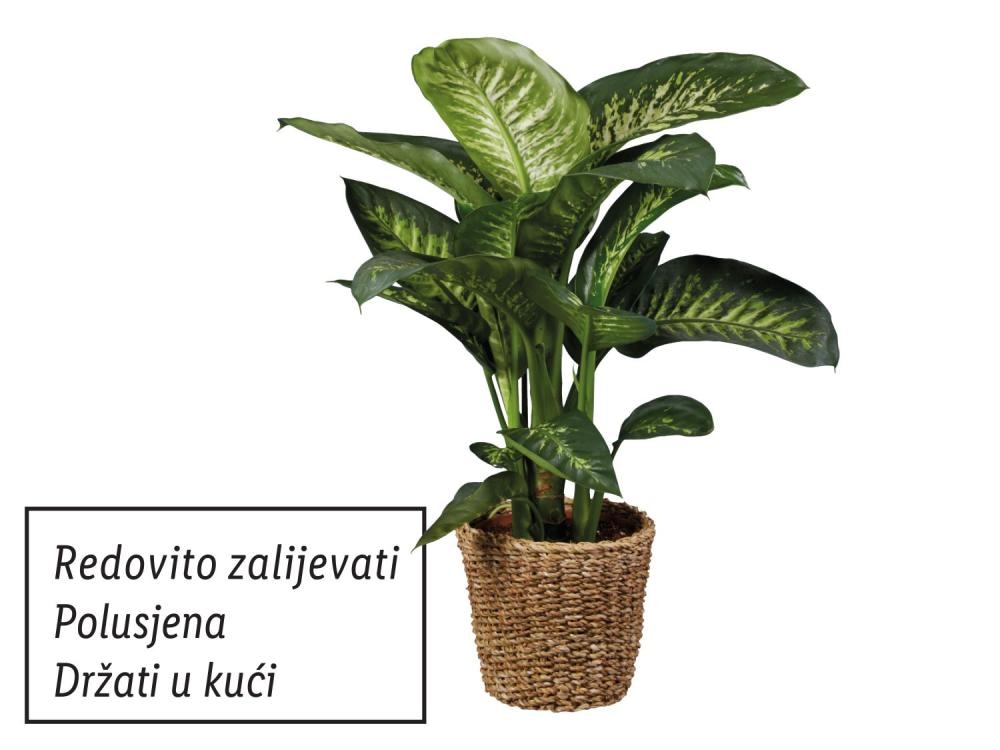 Zeleni mix