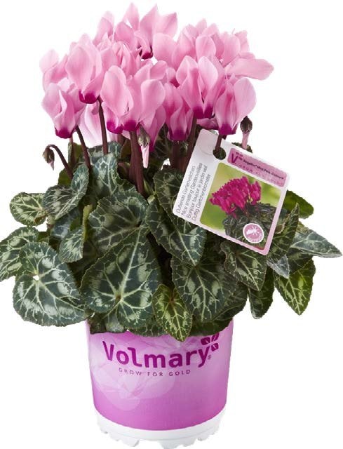 Cyclamen Persicum Ciklama
